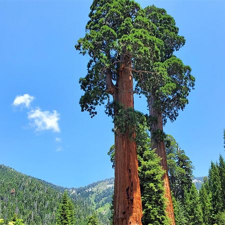 Redwood Retreat, Mountains, Adventure And Nature Ponderosa Экстерьер фото