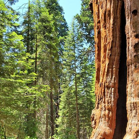 Redwood Retreat, Mountains, Adventure And Nature Ponderosa Экстерьер фото