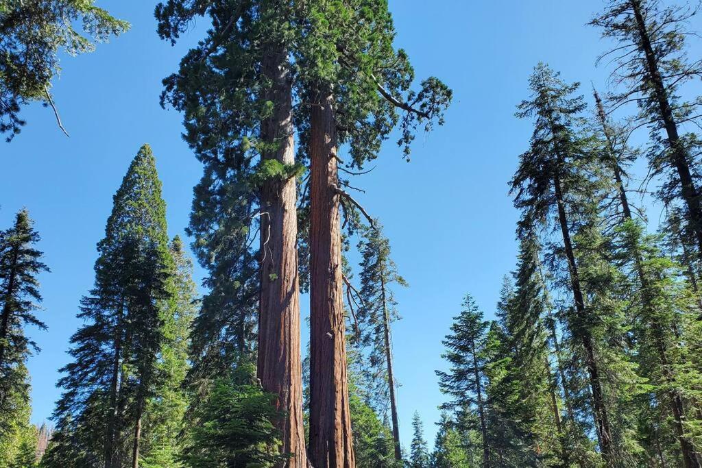Redwood Retreat, Mountains, Adventure And Nature Ponderosa Экстерьер фото