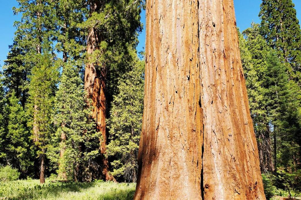 Redwood Retreat, Mountains, Adventure And Nature Ponderosa Экстерьер фото