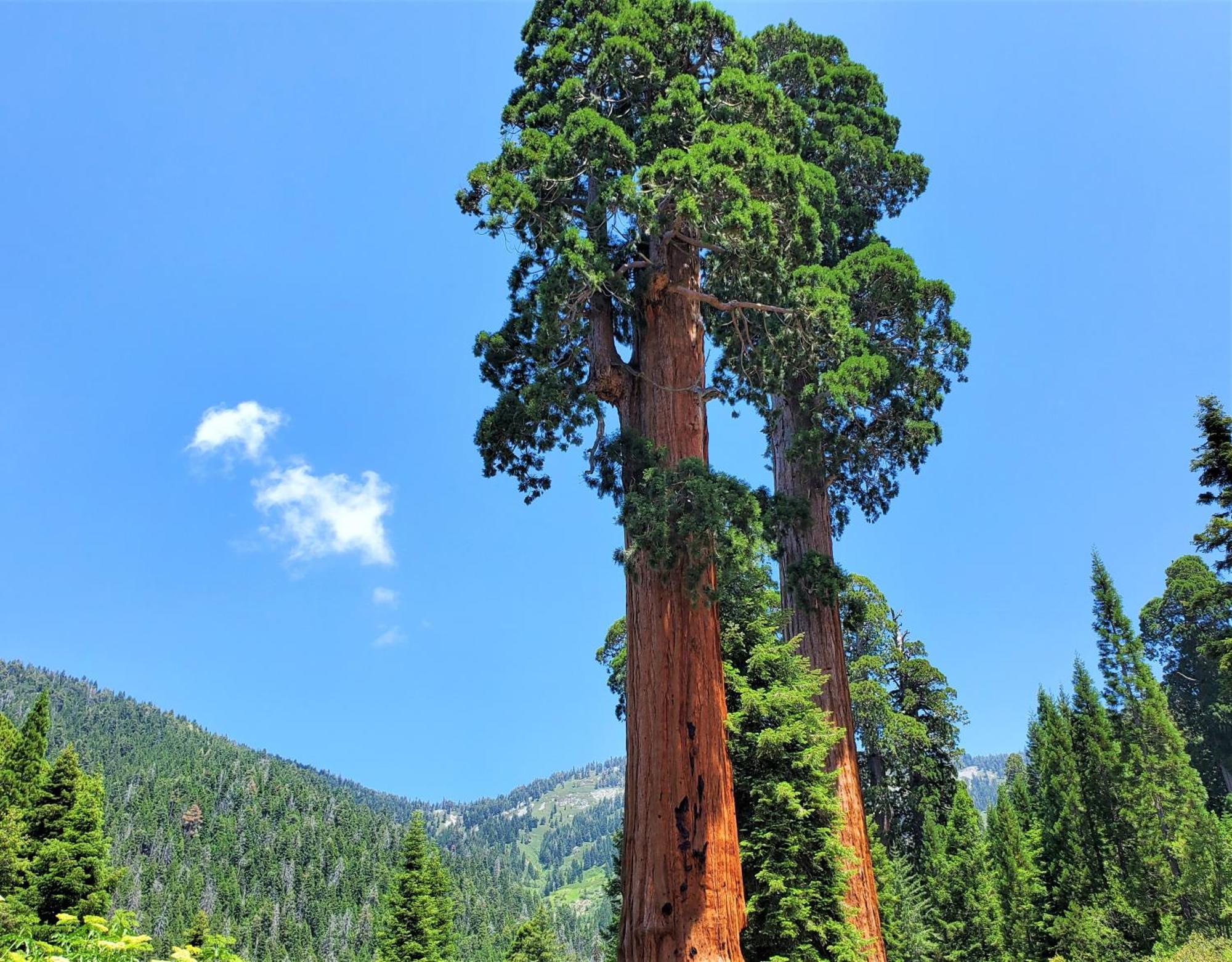 Redwood Retreat, Mountains, Adventure And Nature Ponderosa Экстерьер фото