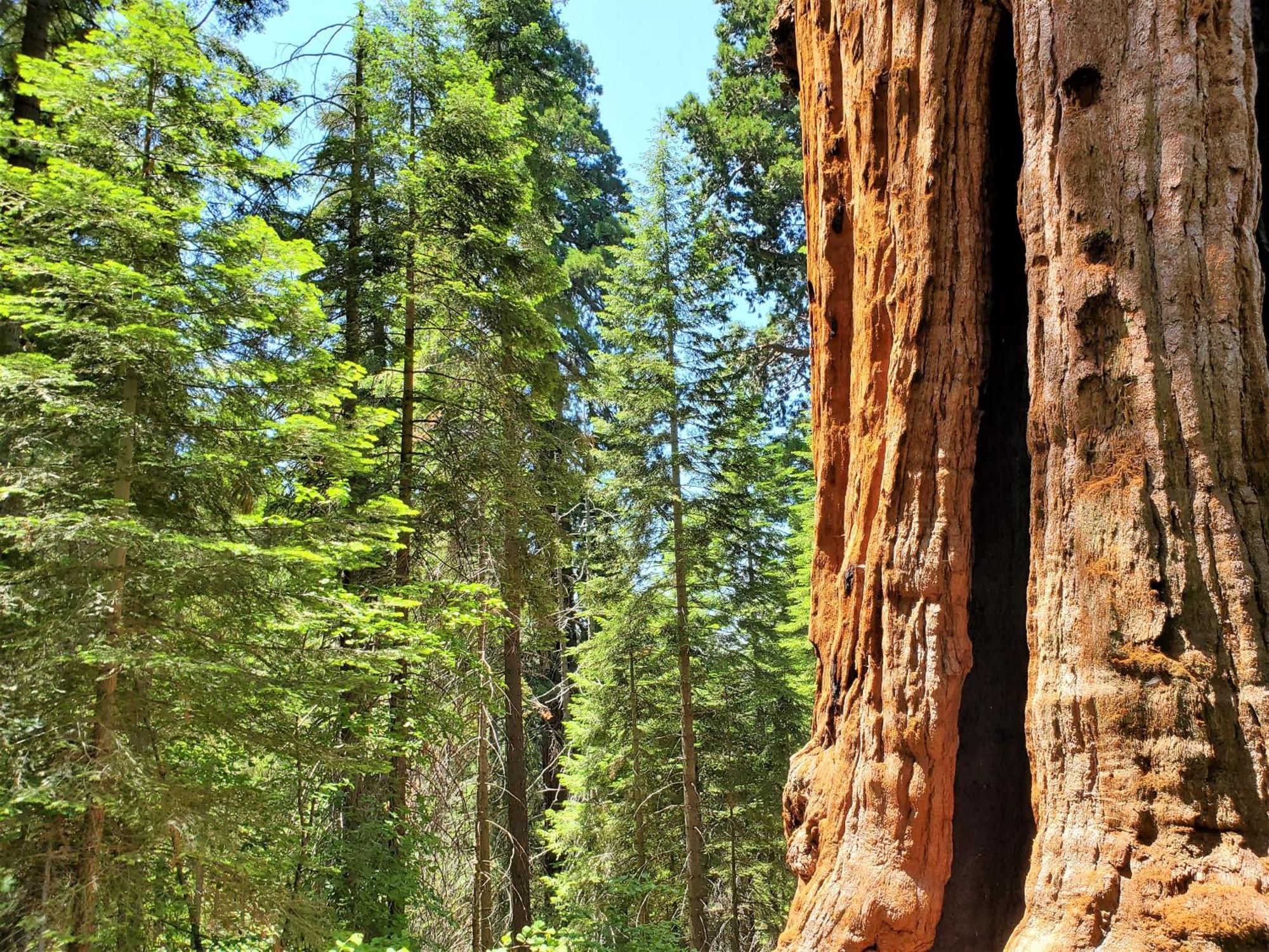 Redwood Retreat, Mountains, Adventure And Nature Ponderosa Экстерьер фото